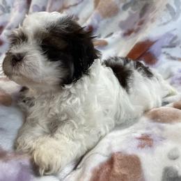 Rory - White female Havanese puppy in Starr, South Carolina from Home with Havanese