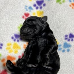 Goldendoodle and Poodle Puppies from SnickerDoodlePups