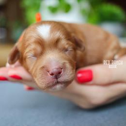 Striker - Red male Cavapoo puppy in Salado, Texas from Red Ranch Dogs
