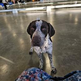 Griff - German Shorthaired Pointer