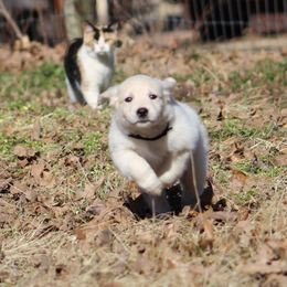 Golden Retriever Puppies from Golden Barnes Kennel
