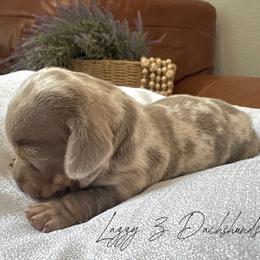 Cooper - Fawn (isabella) and tan male Dachshund puppy in Karnes County, Texas from Lazzy Z Dachshunds