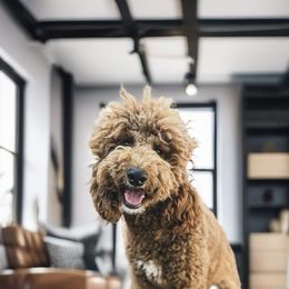 Anna - Poodle