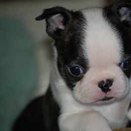 Boston Terrier Puppies from Zuran Show Dogs