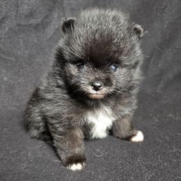 Garrett - Black parti male Pomeranian puppy in Oak Forest, Illinois from Illinois Poms