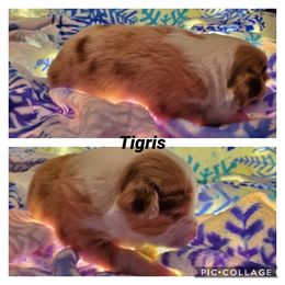 Miniature American Shepherd Puppies from WestOak Miniature American Shepherds