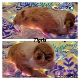 Miniature American Shepherd Puppies from WestOak Miniature American Shepherds