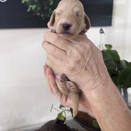 Boy 1 - Cream male Dachshund puppy in Gouverneur, New York from Dack Dachshunds