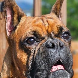 Ori - Boxer