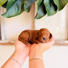 Waffles - Red  male Goldendoodle puppy in Elizabethtown, Kentucky from Reddy Poodles & Doodles