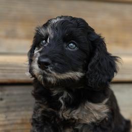 Aussiedoodle and Cavapoo Puppies from Blue Diamond Puppies