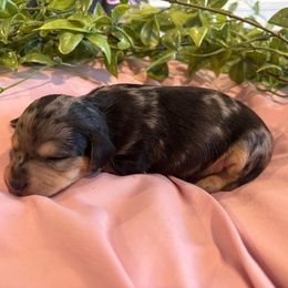 Checkers - Dapple female Dachshund puppy in Corona, California from M & M Doxies
