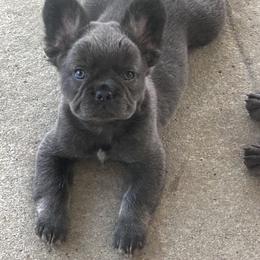 French Bulldog Puppies from Kristen Fifer