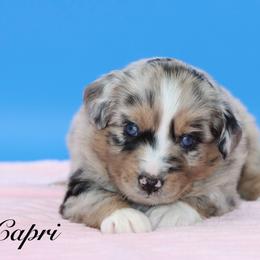 Capri - Blue merle female Miniature Australian Shepherd puppy in Weeki Wachee, Florida from Arlington's Mini Aussies