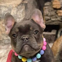 Darby - French Bulldog