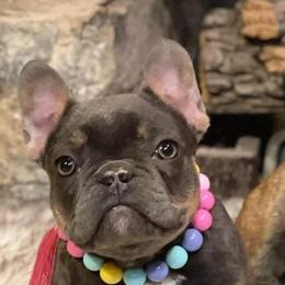 Darby - French Bulldog