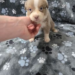 Butterfingers - Dilute red female Australian Shepherd puppy in Abilene, Texas from S&K Aussies N' Rotties