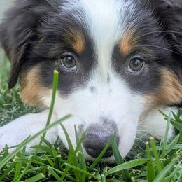 Australian Shepherd and Miniature American Shepherd Puppies from Alolan Angel Aussies