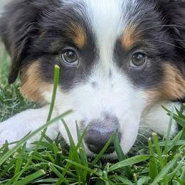 Australian Shepherd and Miniature American Shepherd Puppies from Alolan Angel Aussies
