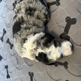 Boy 1 - Blue merle male Bernedoodle puppy in Cody, Wyoming from Yellowstone Breeders