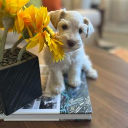 Jason (Red) - Parti male Miniature Schnauzer puppy in Menifee, California from Moonshine’s Minis