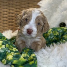 Wyatt Earp - Caramel Australian Labradoodle puppy in Duck River, Tennessee from Sunday Doodles
