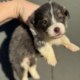 Koda Reign - Blue male Pembroke Welsh Corgi puppy in East Oakdale, California from Rhettro Kennels