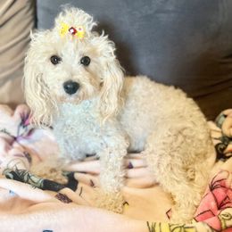 Abby Marie - Poodle