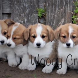 Miniature Australian Shepherd, Pembroke Welsh Corgi, and Yorkshire Terrier Puppies from Happy Tails