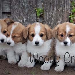 Miniature Australian Shepherd, Pembroke Welsh Corgi, and Yorkshire Terrier Puppies from Happy Tails