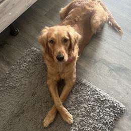 Kona - Golden Retriever
