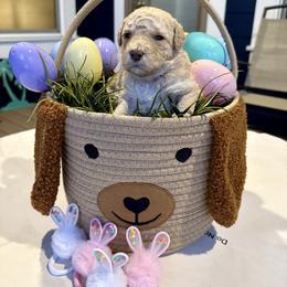 Bernedoodle, Cavalier King Charles Spaniel, and Poodle Puppies from Ellas.Pups (Bernedoodles & Cavapoos)