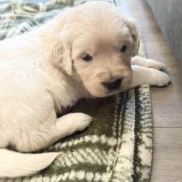 Tempest - Light golden male Golden Retriever puppy in Watkins, Colorado from Brightside Goldens
