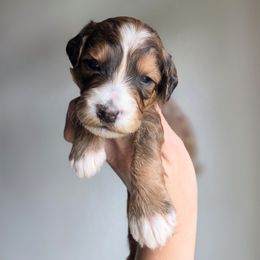 Biscotti - Chocolate male Goldendoodle puppy in Leander, Texas from Doodle Doula