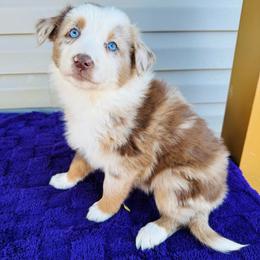 Zoey - Red merle female Australian Shepherd puppy in Charlotte, North Carolina from Awesome Aussies