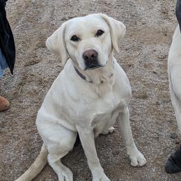 Maisy - Labrador Retriever