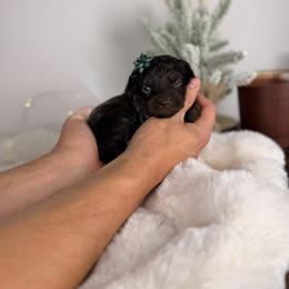 Ritz - Red tri-color male Aussiedoodle puppy in Sweetwater, Florida from Sandy Snout Doodles