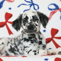 Dark Green - White and black male Dalmatian puppy in Cottage Grove, Oregon from Hidden Hills Dalmatians