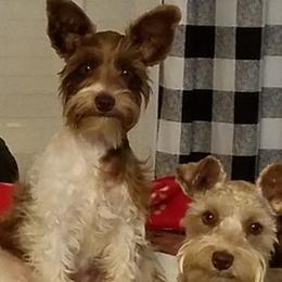 Miniature Schnauzers from Happy Pawz Schnauzers
