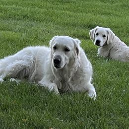 Golden Retrievers from Sunlit Cream Goldens