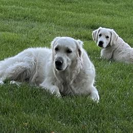 Golden Retrievers from Sunlit Cream Goldens