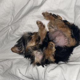 Yorkshire Terrier Puppies from Yorkie CuteNess!