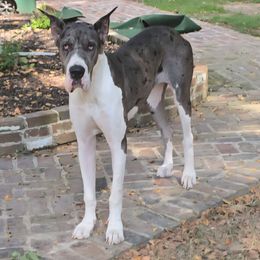 Imogen - Great Dane