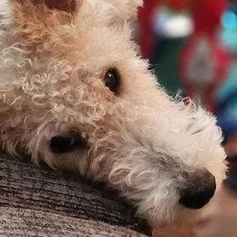 Wire Fox Terriers from Wire Hairs of Knoxville