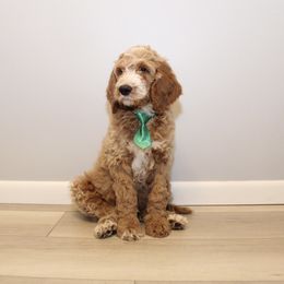 Goldendoodle Puppies from Doodles Pups of NY