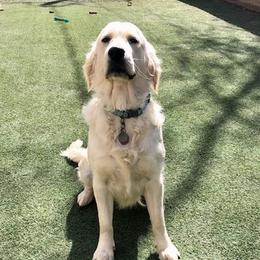 Golden Retriever Puppies from West Coast Cream Goldens