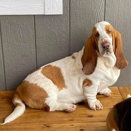 Basset Hounds from Beales Butte Bassets