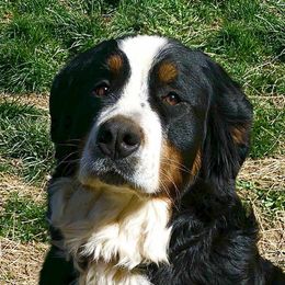 Solveig - Bernese Mountain Dog
