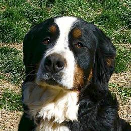 Solveig - Bernese Mountain Dog