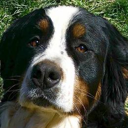 Solveig - Bernese Mountain Dog